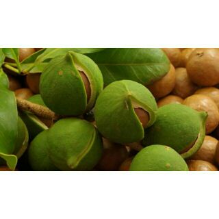 Cây mắc ca giống