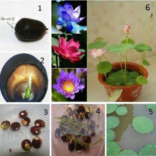 Sen Nhật Mini Đã Cắt Đầu Hạt