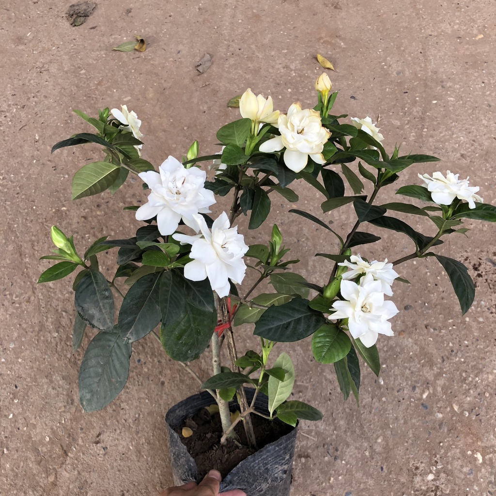 Cây dành dành - bạch thiên hương Cao 35cm bụi to hoa nở hương thơm ngào ngạt trang trí sân vườn