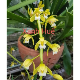 Kiếm giống các loại