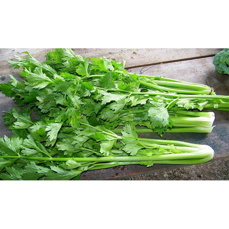 10gr Hạt Giống Rau Cần Tây Xanh Chịu Nhiệt, Năng Suất (Hàng Loại 1)