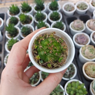 Xương rồng gai