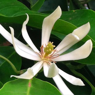 Cây Hoa Ngọc Lan Đang Có Hoa