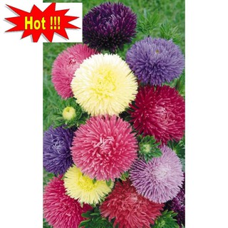 Hạt giống Cúc magic 50 hạt nhiều màu