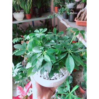Chậu Ngũ Gia Bì Để Bàn