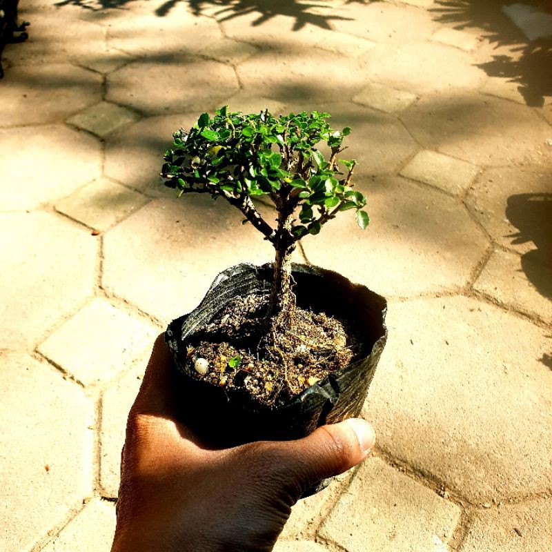 [bonsai mini] Sam hương mini