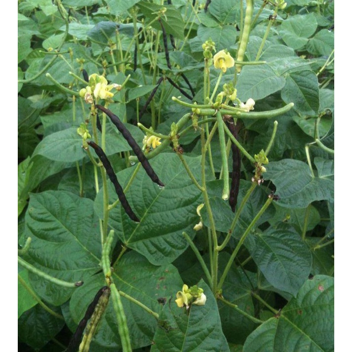 Đậu đen xanh lòng