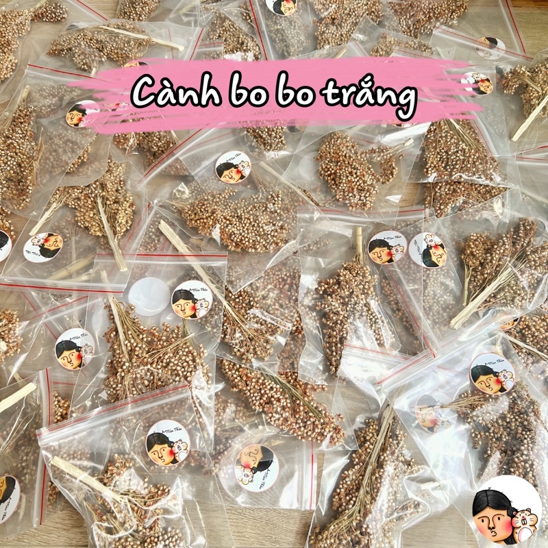 Cành nguyên hạt bo bo trắng cho Hamster