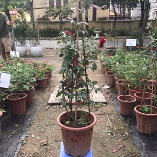 ⛱🌎Hồng Leo Cổ Hải Phòng