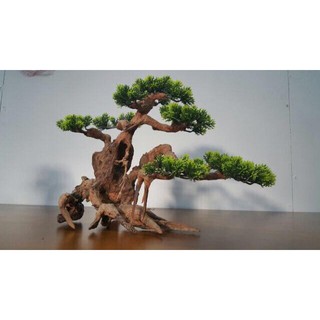 Lũa Bonsai Lá Nhựa - Trang Trí Bể Cá