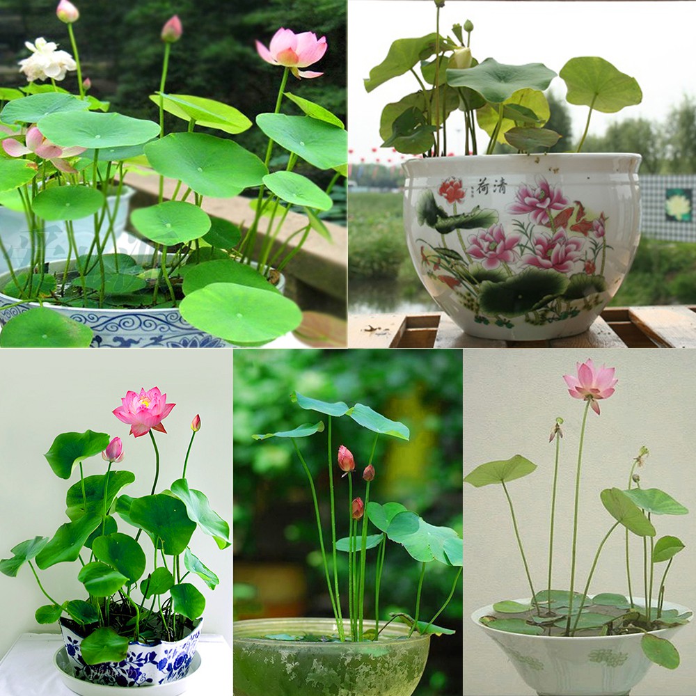 Hạt giống sen Nhật mini - 10 hạt, nhiều màu