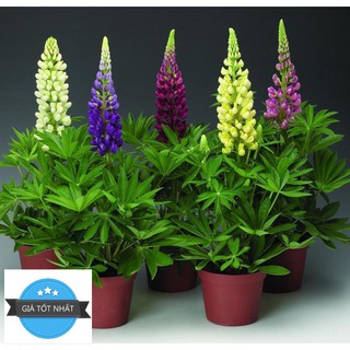 Hạt giống hoa đậu lupin mix 20 hạt