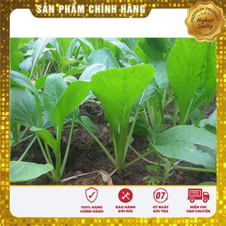 Bộ gói hạt giống Cải ngọt