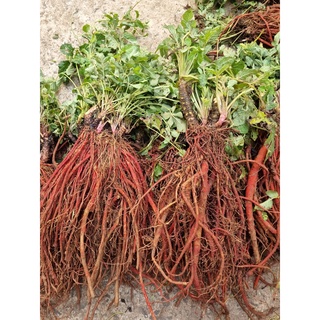 Đan sâm tươi 1kg