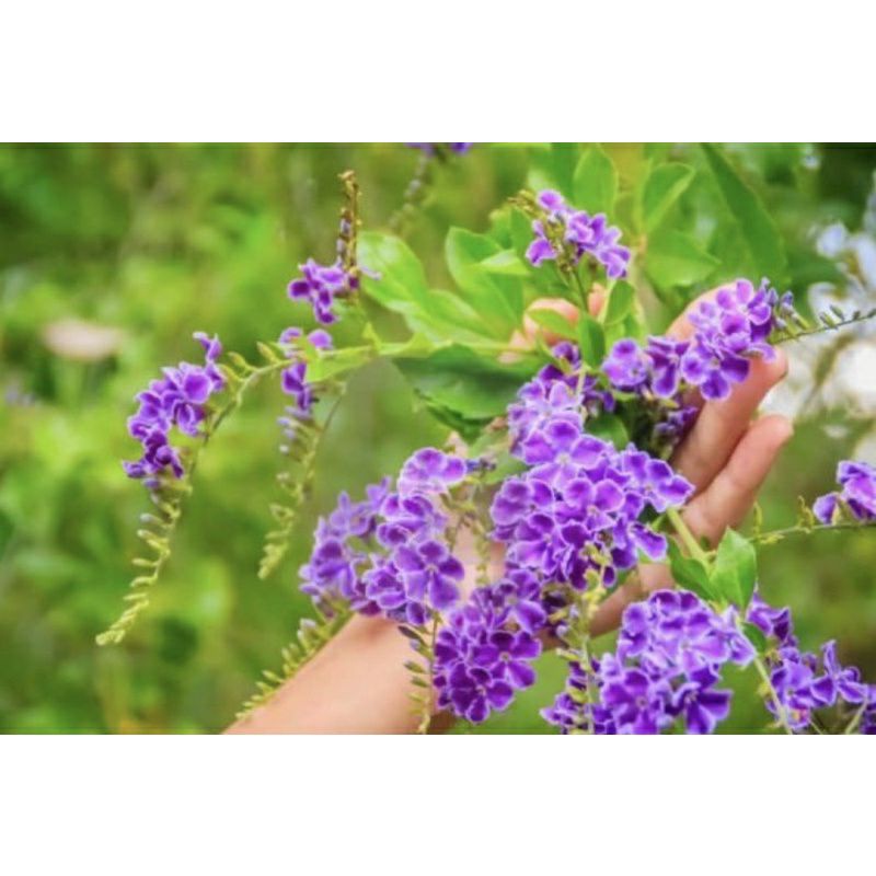 ♤♤ Cây giống chuỗi ngọc hoa tím