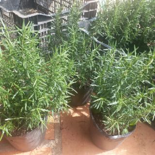 Cây hương thảo đuổi muỗi