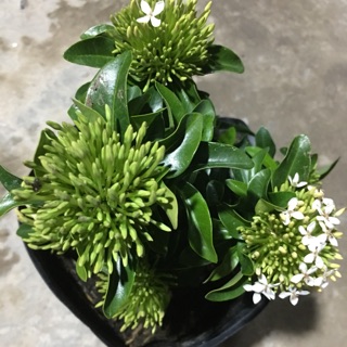 Hoa mẫu đơn màu trắng siêu hoa