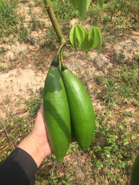 Bông Gòn Trái Tự Nhiên 100% ko pha tạp chất 1 ký 119k