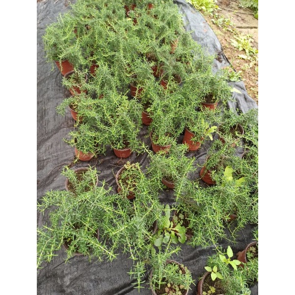 Hương thảo rủ thuần bắc