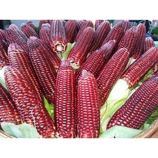 Hạt giống ngô nữ hoàng đỏ gói 30 hạt