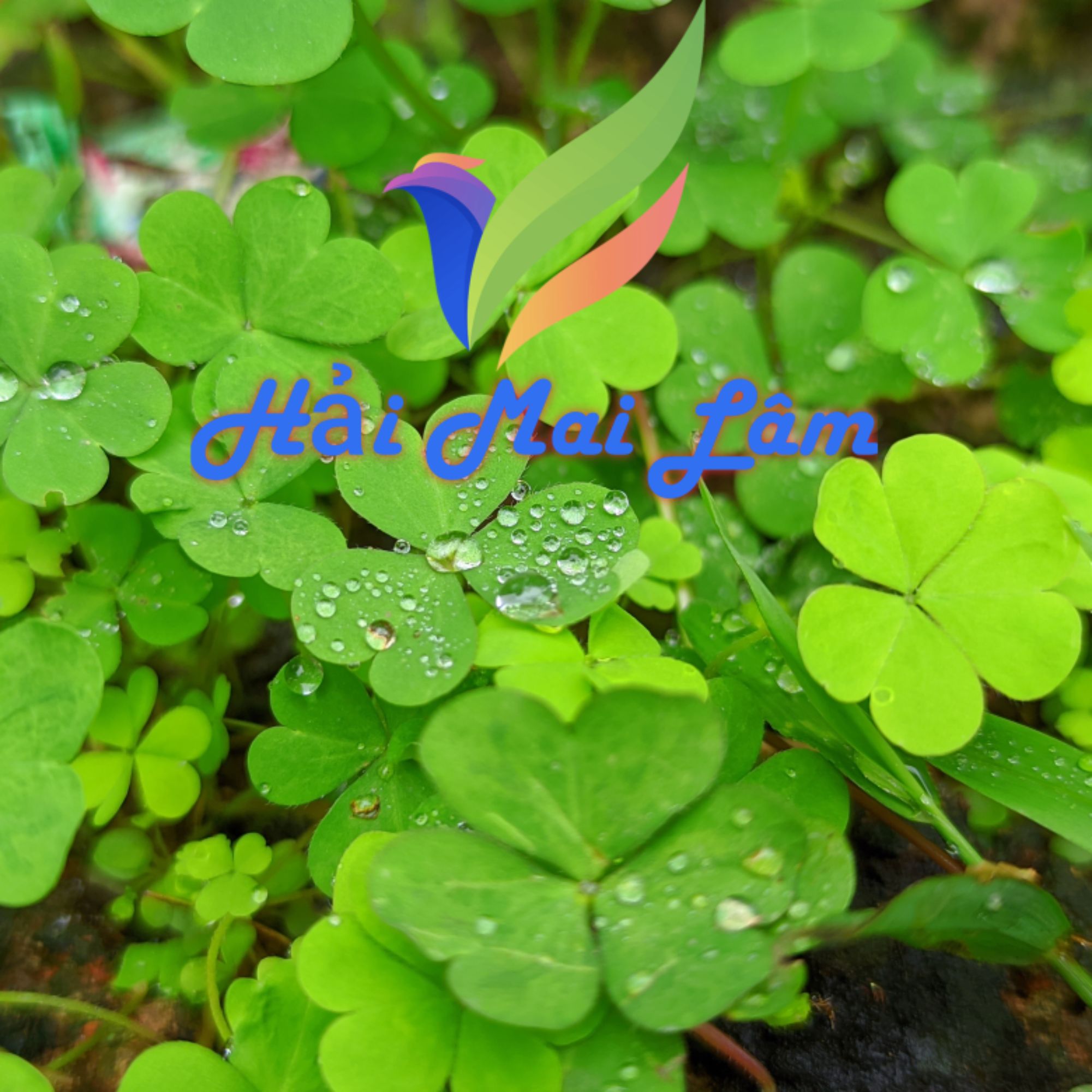 Shop Hải Mai Lâm