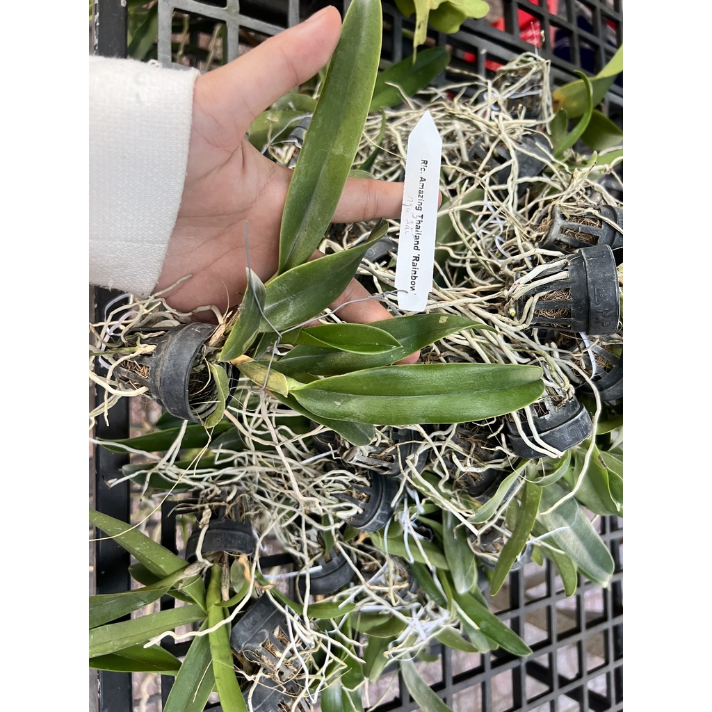 Cattleya Rlc. Amazing Thailand "Rainbow" Cây Con Chuẩn Màu