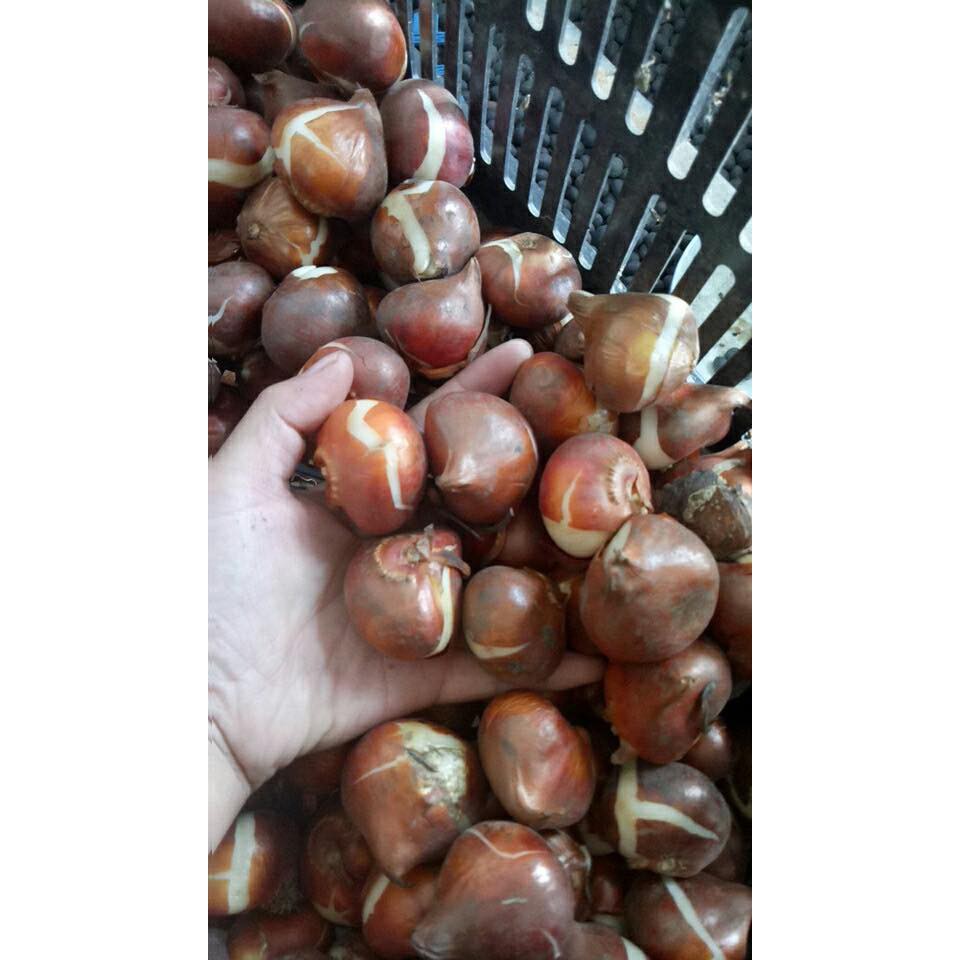 Combo 5 củ tulip 5 màu