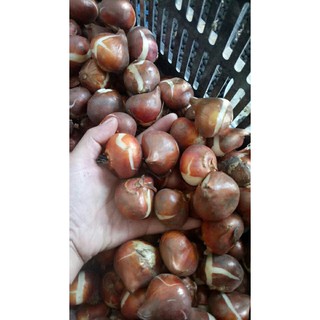Combo 5 củ tulip 5 màu