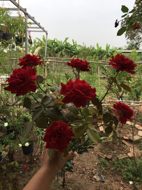 🌹 5 Cành chiết hoa hồng leo cổ Hải Phòng🌹