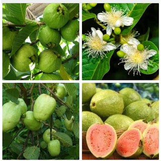 Hạt giống ổi xá lị đài loan 15 hạt/gói (Kèm kích thích hạt nảy mầm)