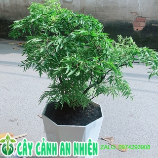 Chậu Cây Đinh Lăng