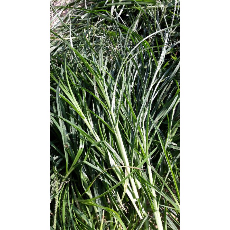 Cỏ Mần Trầu Tươi, Khô 1kg