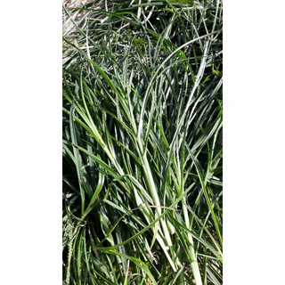 Cỏ Mần Trầu Tươi, Khô 1kg