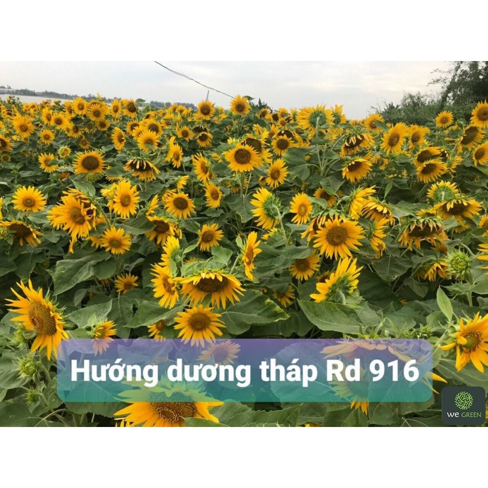 60 Hạt giống Hoa Hướng Dương Tháp nhiều tầng, hoa sum suê rực rỡ