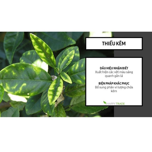 Phân bón vi lượng Kẽm - Mangan nền hữu cơ Amino Quelant Zn-Mn chai 100 ml hàng Mỹ