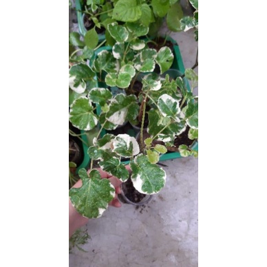 ĐINH LĂNG CẨM THẠCH. 24K/BẦU(SHOP CHUYÊN SỈ TẤT CẢ CÁC LOẠI CÂY GIỐNG.GIÁ SIU RẺ.