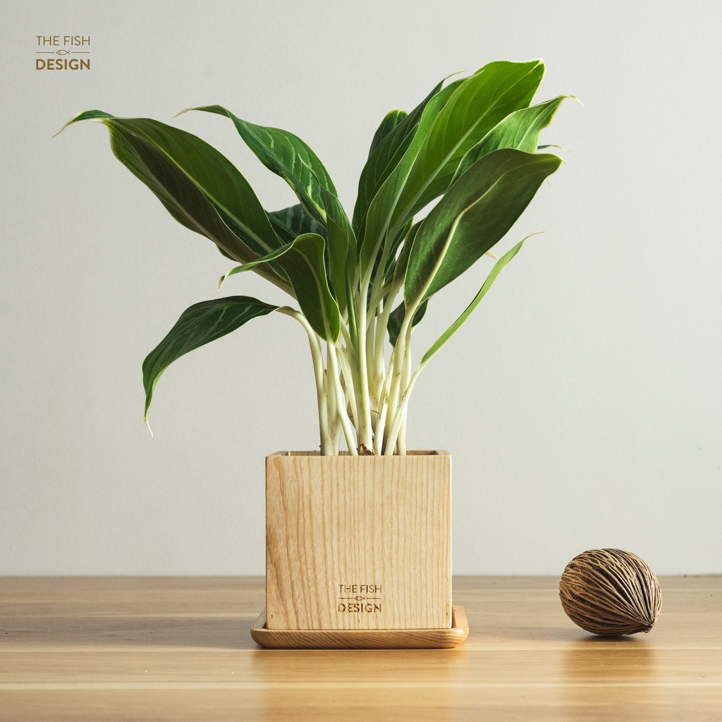 Chậu cây bạch mã hoàng tử | THE FISH SIZE L