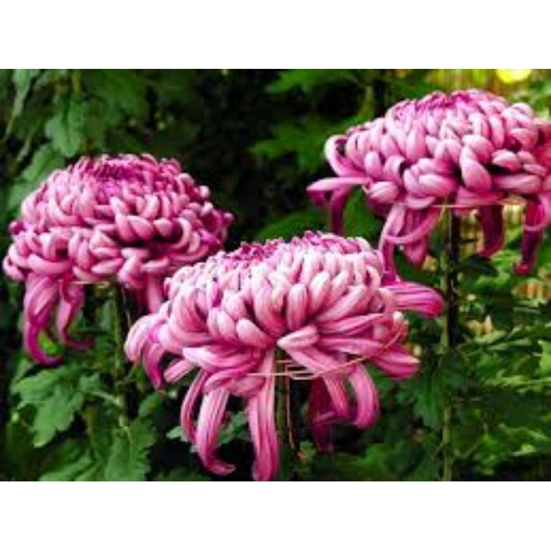 Cây cúc đại đóa