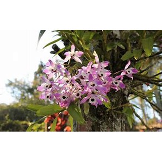 Lan đùi gà tím thuần ghép gỗ nhiều mầm và rễ