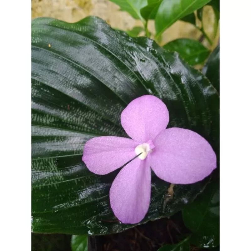 Cây gừng đuôi công