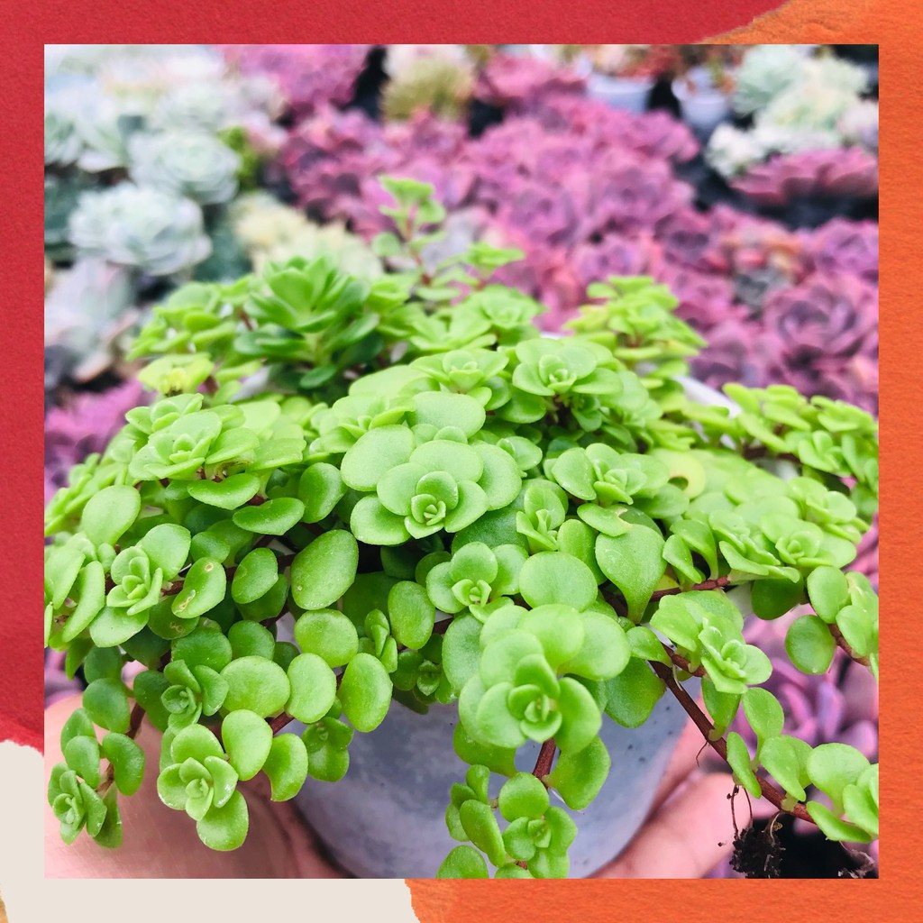 Sen đá sedum vảy cá Đà Lạt size trung bình cây cảnh trang trí nhà cửa Toro garden