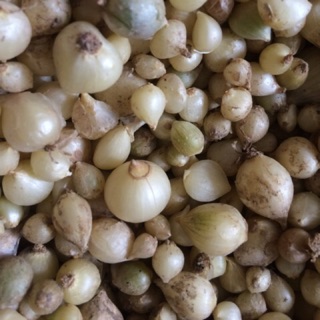 Hành tăm (củ nén) Nghệ An