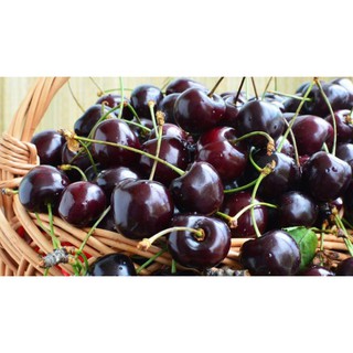Cây cherry (cây nhỡ cao từ 80-100cm)