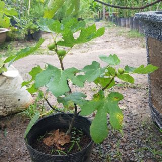 Sung mỹ đang trái