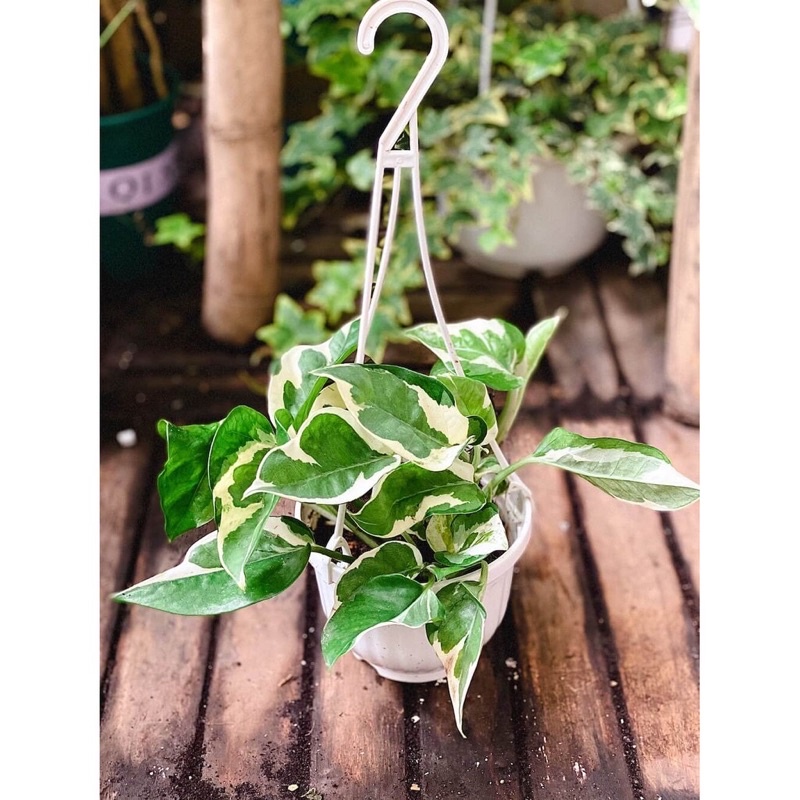 Trầu bà sọc xanh trắng / ng oc thuỷ