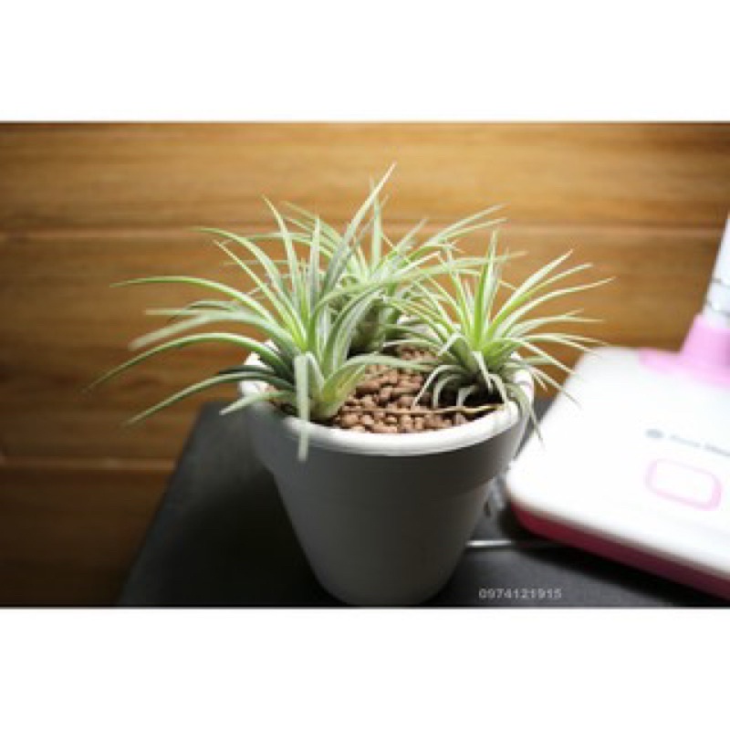 Cây Tillandsia ionnantha/ không khí Kim Yến