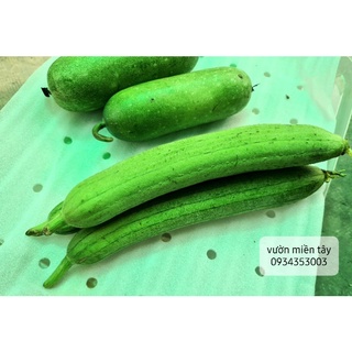 Mướp hương, Bí đao miền tây - 1 kg