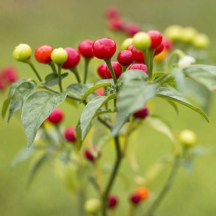 Hạt ớt giống Wiri Wiri Red