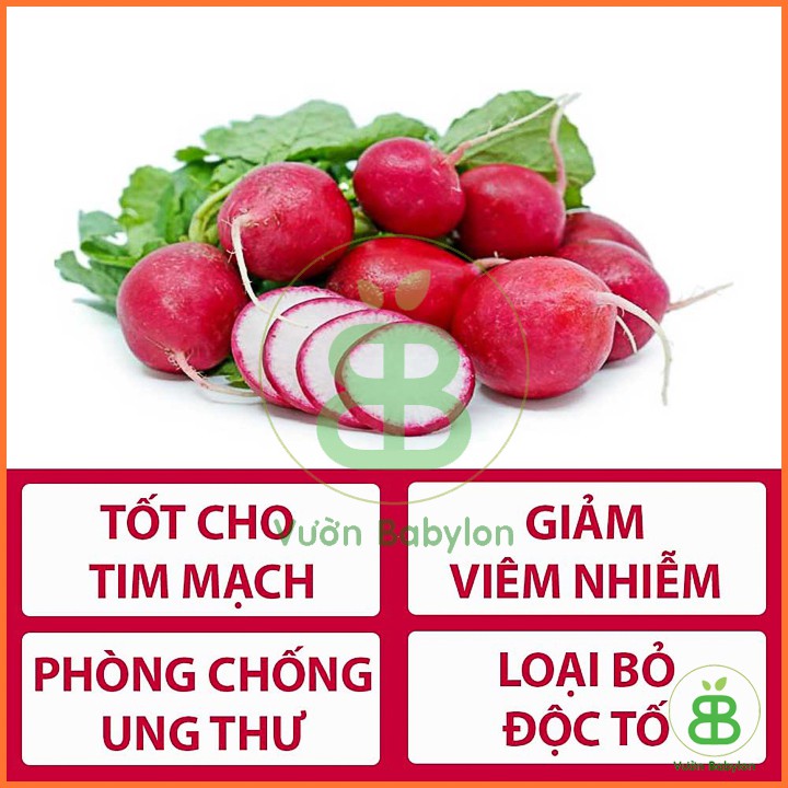 Hạt Giống Củ Cải Đỏ F10 5Gr Cherry, Năng Suất Bội Thu