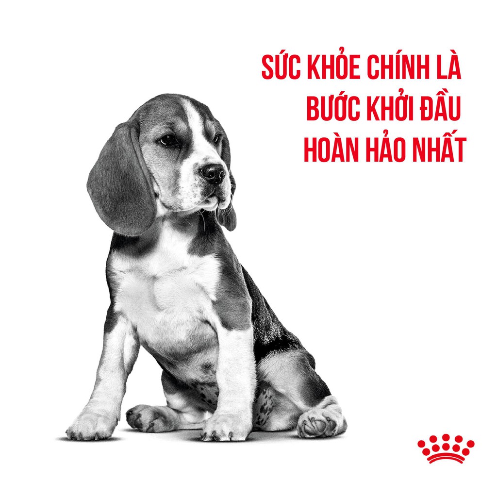 ROYAL CANIN - MEDIUM STARTER MOTHER &amp; BABYDOG [ CHÍNH HÃNG ] - THỨC ĂN CHO CHÓ TỪ 11-25kg